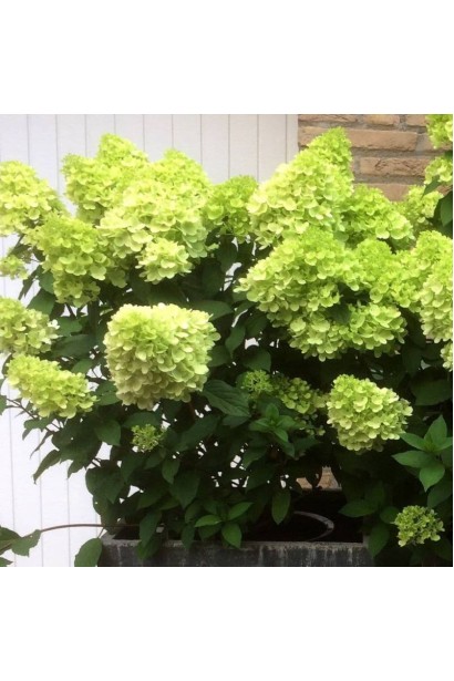 Гортензія волотиста Mojito в контейнері в саду